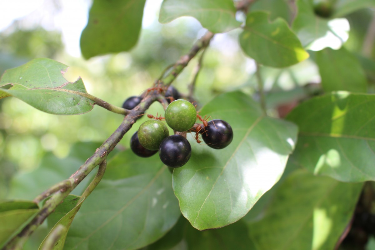 Litsea glutinosa (Lour.) C.B.Rob.